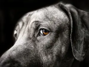 Rich Brown Eye Print of a Watchful Rhodesian Ridgeback