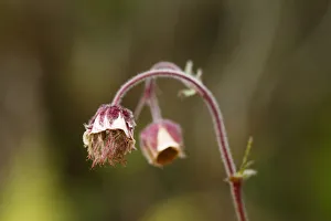 Water avens (Geum rivale), Burren, Ireland, Europe Water avens (Geum rivale), Burren, Ireland, Europe