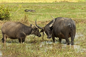 Water buffalo cow -Bubalus arnee- with calf on a pasture, Cambodia, Southeast Asia Water buffalo cow -Bubalus arnee- with calf on a pasture, Cambodia, Southeast Asia