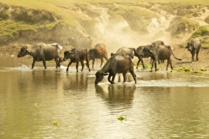 Water buffalos fording a river in front of a dusty embankment, Chitwan National Park, Nepal, Asia Water buffalos fording a river in front of a dusty embankment, Chitwan National Park, Nepal, Asia