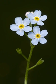 Water Forget-me-not or True Forget-me-not (Myosotis palustris) Water Forget-me-not or True Forget-me-not (Myosotis palustris)