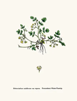 Water Parsnip plant used as diuretic and lazative Water Parsnip plant used as diuretic and lazative