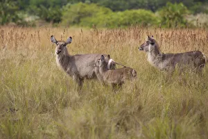 Waterbuck group, iSimangaliso Wetland Park Waterbuck group, iSimangaliso Wetland Park