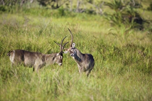 Waterbuck males, iSimangaliso Wetland Park Waterbuck males, iSimangaliso Wetland Park