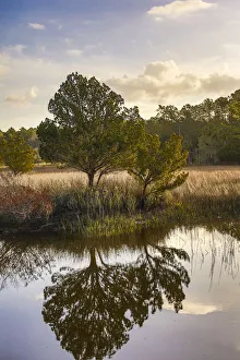 Waterway and morning reflections from two trees and seagrass in water, Skidaway Island State Park, Savannah, Georgia, USA Waterway and morning reflections from two trees and seagrass in water, Skidaway Island State Park, Savannah, Georgia, USA
