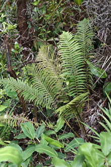 Wawaeʻiole -Huperzia nutans-, a species of club moss, endemic species, Big Island Wawaeʻiole -Huperzia nutans-, a species of club moss, endemic species, Big Island