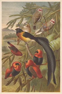 Weavers (Ploceidae), lithograph, published in 1882 Weavers (Ploceidae), lithograph, published in 1882