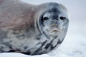 Weddell seal (Leptonychotes weddellii) on ice, close-up Weddell seal (Leptonychotes weddellii) on ice, close-up