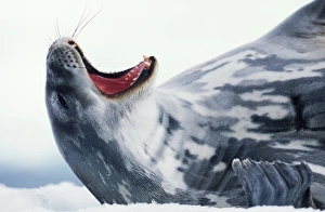 Weddell seal (Leptonychotes weddellii) yawning, close-up Weddell seal (Leptonychotes weddellii) yawning, close-up
