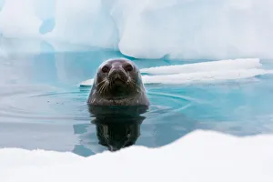 Weddell seal looking up out of the water, Antarctica Weddell seal looking up out of the water, Antarctica