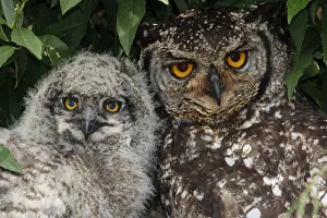 A three week old Spotted Eagle Owl chick with one of the parent birds A three week old Spotted Eagle Owl chick with one of the parent birds
