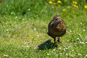 Weka (Gallirallus australis), New Zealand Weka (Gallirallus australis), New Zealand