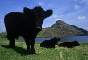 Images Dated 1st July 2005: Welsh Black Cattle Above Aberdovey