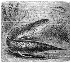 The West African lungfish (Protopterus annectens) The West African lungfish (Protopterus annectens)
