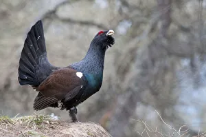 Western Capercaillie -Tetrao urogallus-, courtship display, Tyrol, Austria Western Capercaillie -Tetrao urogallus-, courtship display, Tyrol, Austria
