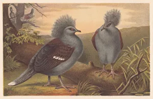 Western crowned pigeon (Goura cristata), lithograph, published in 1882 Western crowned pigeon (Goura cristata), lithograph, published in 1882