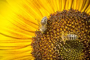 Western honey bees -Apis mellifera- perched on a sunflower -Helianthus annuus Western honey bees -Apis mellifera- perched on a sunflower -Helianthus annuus