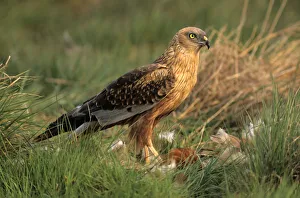 Western Marsh Harrier (Circus aeruginosus), male with prey, Hortobagy, HajdAAº-Bihar, Hungary, Europe Western Marsh Harrier (Circus aeruginosus), male with prey, Hortobagy, HajdAAº-Bihar, Hungary, Europe