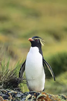Western Rockhopper Penguin -Eudyptes chrysocome-, Falkland Islands, South America Western Rockhopper Penguin -Eudyptes chrysocome-, Falkland Islands, South America