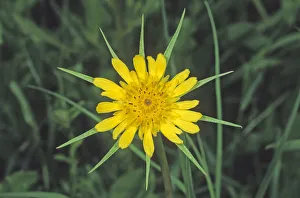 Western salsify (Tragopogon dubius), HortobAA¡gy Puszta plains, Hungary, Europe Western salsify (Tragopogon dubius), HortobAA¡gy Puszta plains, Hungary, Europe