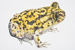Western Spadefoot Toad (Scaphiopus hammondi), yellow with black speckles, side view Western Spadefoot Toad (Scaphiopus hammondi), yellow with black speckles, side view