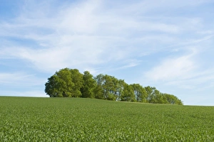 Wheat field and a grove, Thuringia, Germany Wheat field and a grove, Thuringia, Germany