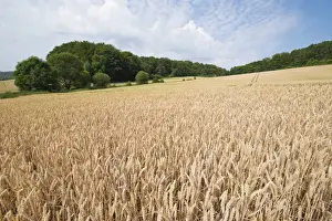 Agricultural Land Use Germany Prints: Wheat field, Thuringia, Germany
