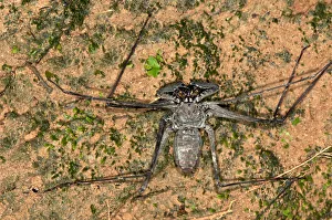 Whip spider -Heterophrynus elaphus-, Tambopata Nature Reserve, Madre de Dios Region, Peru Whip spider -Heterophrynus elaphus-, Tambopata Nature Reserve, Madre de Dios Region, Peru