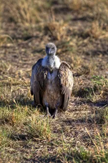 White-backed Vulture -Gyps africanus-, Masai Mara National Reserve, Kenya, East Africa White-backed Vulture -Gyps africanus-, Masai Mara National Reserve, Kenya, East Africa