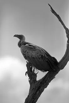 A White-backed Vulture Resting on a Branch at Kruger National Park, South Africa A White-backed Vulture Resting on a Branch at Kruger National Park, South Africa