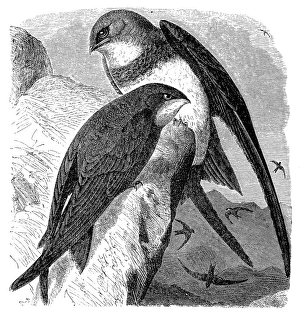 White bellied swift and swift