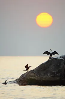 White-breasted Cormorant, Lake Malawi, Malawi White-breasted Cormorant, Lake Malawi, Malawi