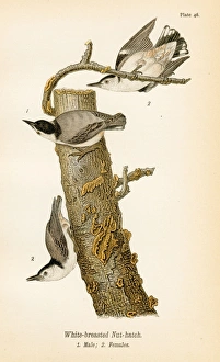 White breasted nut hatch bird lithograph 1890 White breasted nut hatch bird lithograph 1890