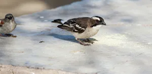 The white-browed sparrow-weaver is a predominantly brown, sparrow-sized bird found throughout central The white-browed sparrow-weaver is a predominantly brown, sparrow-sized bird found throughout central