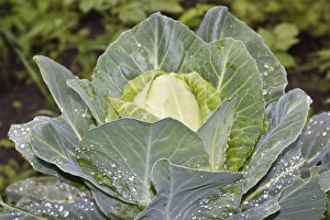 White cabbage -Brassica oleracea convar. capitata var. alba-, organic vegetables White cabbage -Brassica oleracea convar. capitata var. alba-, organic vegetables