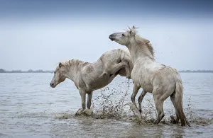 Two white Camargue Stallions play flighting in water, Camargue region, France Two white Camargue Stallions play flighting in water, Camargue region, France