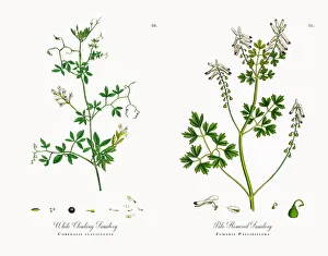White Climbing Fumitory, Corydalis claviculata, Victorian Botanical Illustration, 1863 White Climbing Fumitory, Corydalis claviculata, Victorian Botanical Illustration, 1863