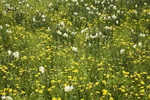 White Daffodils -Narcissus- and yellow Dandelions -Taraxacum- flowering at springtime White Daffodils -Narcissus- and yellow Dandelions -Taraxacum- flowering at springtime