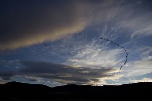 White-faced Ibis (Plegadis chihi) flock heading north at dusk, Oregon, USA White-faced Ibis (Plegadis chihi) flock heading north at dusk, Oregon, USA