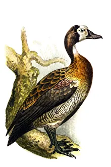 The white-faced whistling duck (Dendrocygna viduata) The white-faced whistling duck (Dendrocygna viduata)