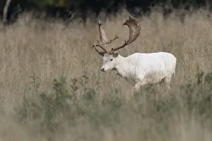 White Fallow Deer -Dama dama-, Copenhagen, Denmark White Fallow Deer -Dama dama-, Copenhagen, Denmark