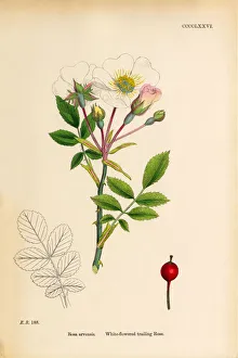 White-flowered trailing Rose, Rosa arvensis, Victorian Botanical Illustration, 1863 White-flowered trailing Rose, Rosa arvensis, Victorian Botanical Illustration, 1863