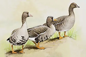 Three White-fronted geese (Anser albifrons), standing side by side Three White-fronted geese (Anser albifrons), standing side by side