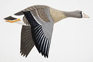 White-fronted Goose frontalis (Anser albifrons), known as Greater White-fronted Goose in North America, adult White-fronted Goose frontalis (Anser albifrons), known as Greater White-fronted Goose in North America, adult