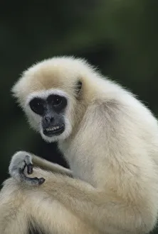 White-handed gibbon (Hylobates lar) sitting outdoors, Gunung Leuser National Park White-handed gibbon (Hylobates lar) sitting outdoors, Gunung Leuser National Park