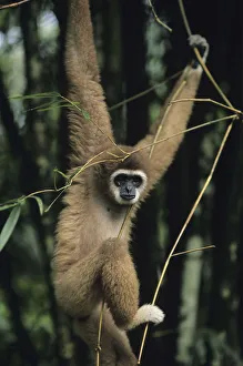 White-handed gibbon (Hylobates lar) hanging amongst twigs, Gunung Leuser National Park White-handed gibbon (Hylobates lar) hanging amongst twigs, Gunung Leuser National Park