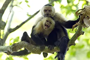White-headed Capuchin or White-throated Capuchin -Cebus capucinus-, Sirena, Corcovado National Park White-headed Capuchin or White-throated Capuchin -Cebus capucinus-, Sirena, Corcovado National Park