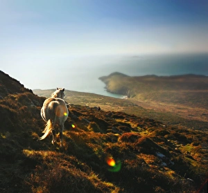 White horse on mountain top at sunset by ocecliffs White horse on mountain top at sunset by ocecliffs