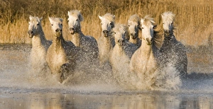 Photographers/werner van steen photography/white horses running water france Photographers/werner van steen photography/white horses running water france