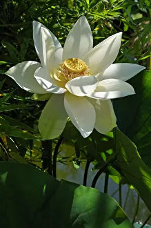 White Lotus Flower -Nelumbo sp.-, Erlangen Botanical Garden, Erlangen, Middle Franconia White Lotus Flower -Nelumbo sp.-, Erlangen Botanical Garden, Erlangen, Middle Franconia